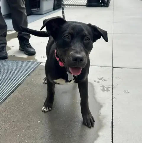 Lucy