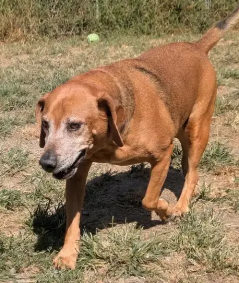 Dexter photo 3