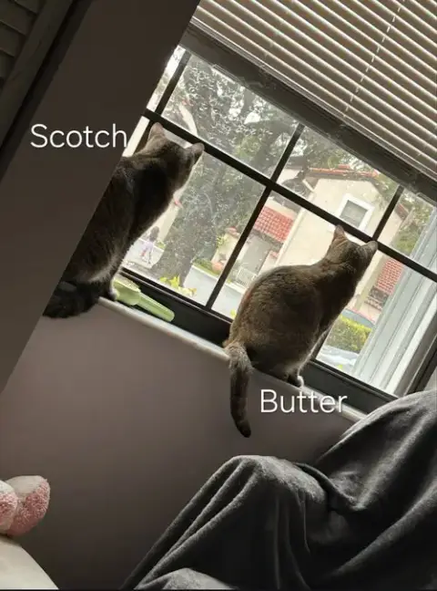 Butter & Scotch photo 2
