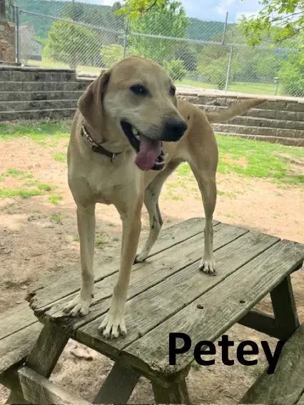 Petey