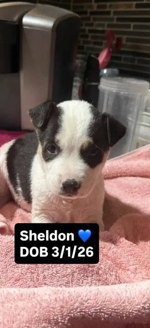 Sheldon photo 4