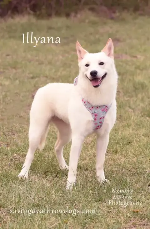 Illyana