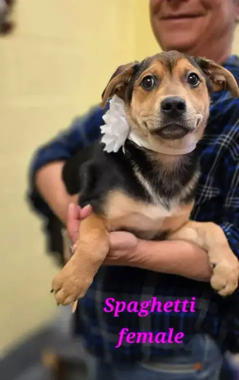 Spaghetti