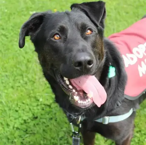 Rocky A422137