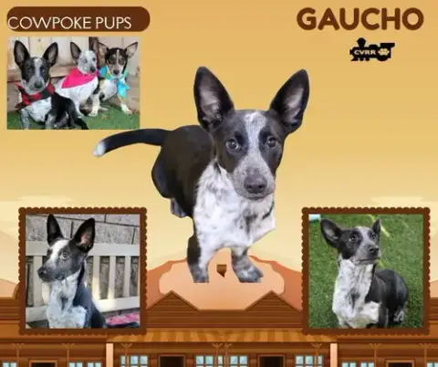 Gaucho