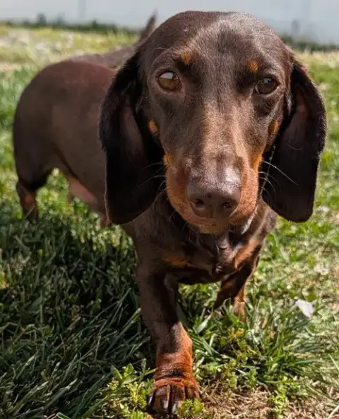 Snickers In Tn photo 3