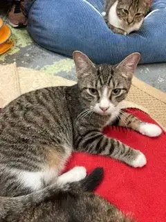 Flip