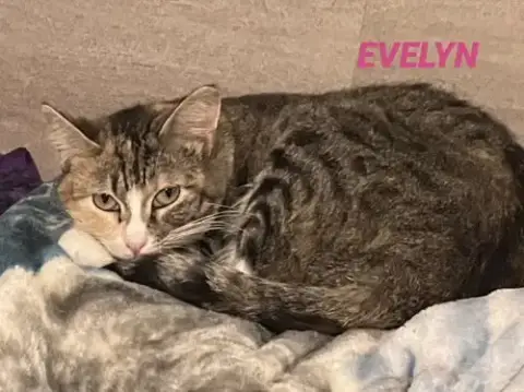 Evelyn