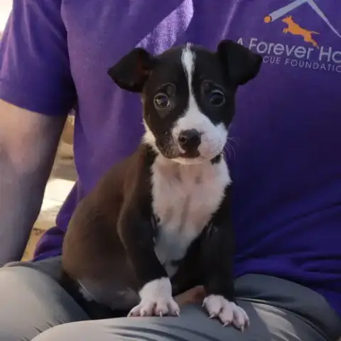 Saved By Grace Lily