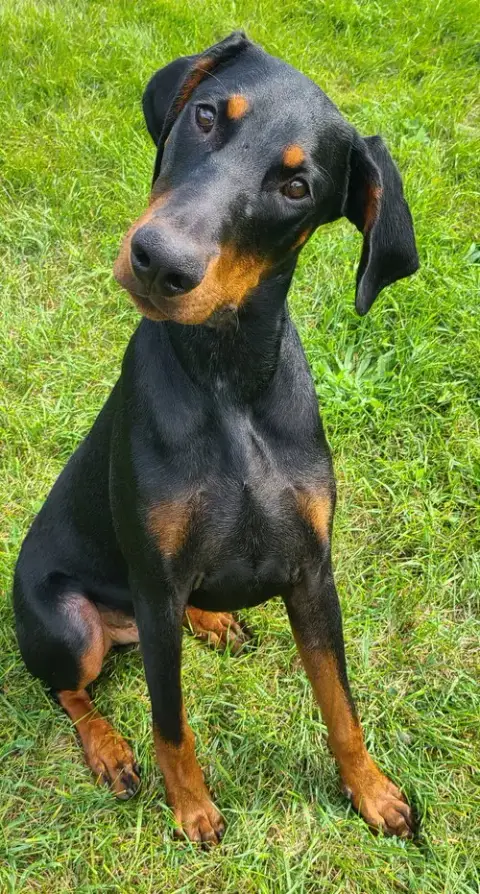 Ember photo 3