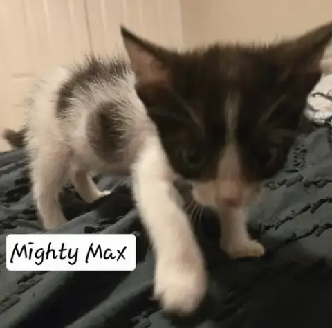 Mighty Max photo 2