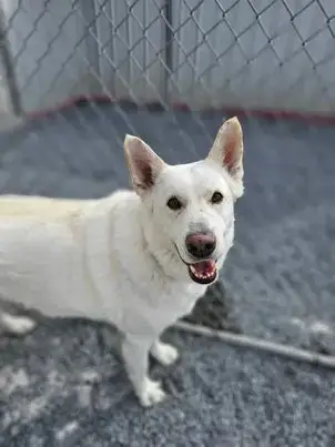 Toby Gsd photo 3