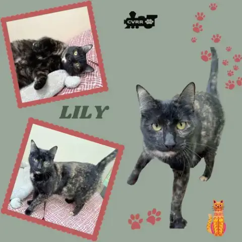 Lily