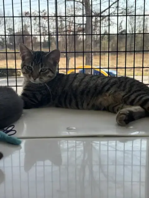 Tigger