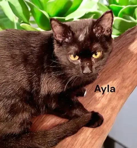 Ayla photo 4