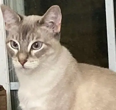 Sugar