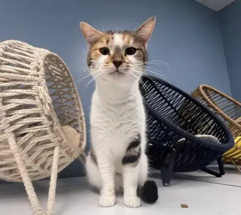 Angel