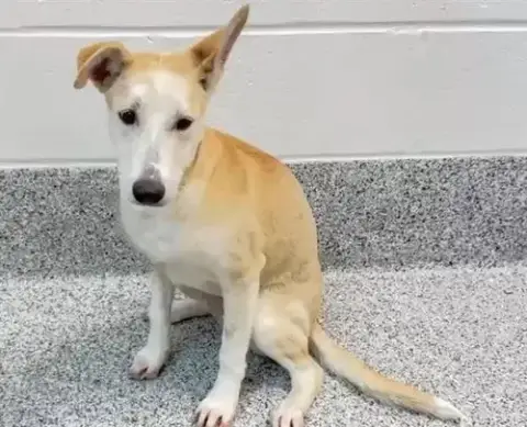 Roo