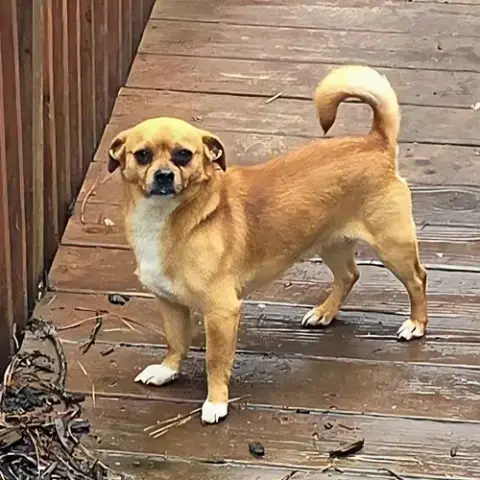 Scrappy Doo photo 3