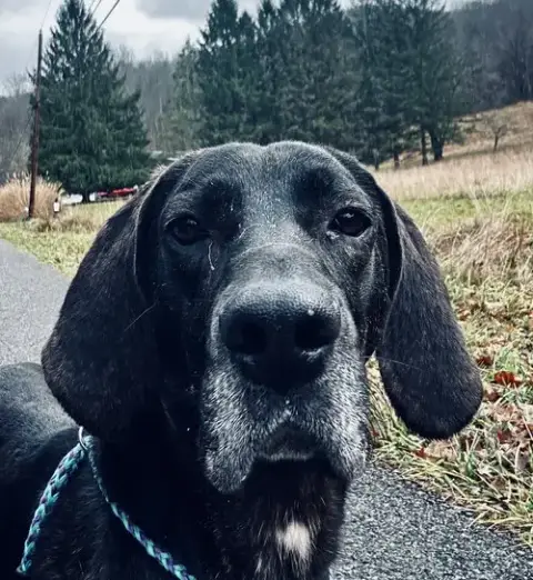 Duke photo 2