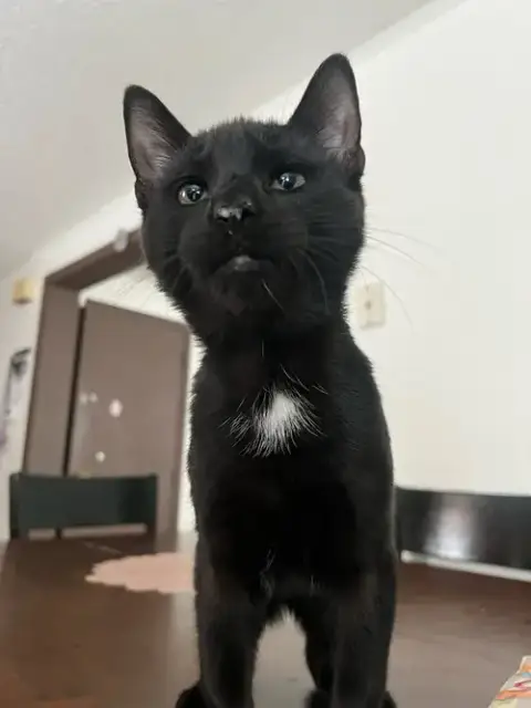 Blacky