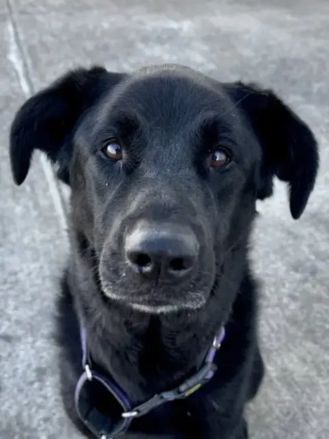 Adopter Roxie