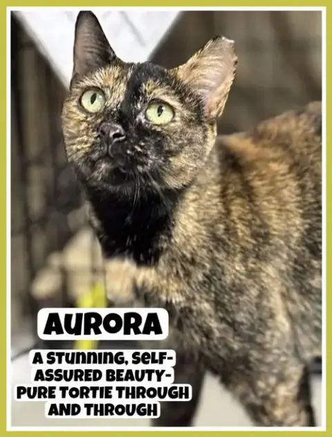 Aurora photo 2