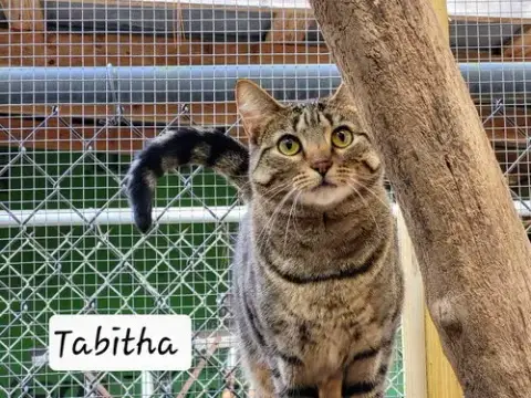 Tabitha photo 4
