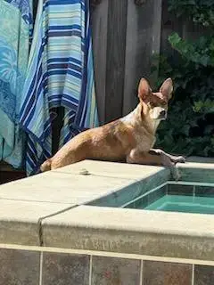 Puppy