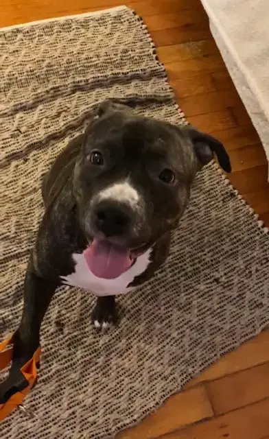 Gracie photo 5
