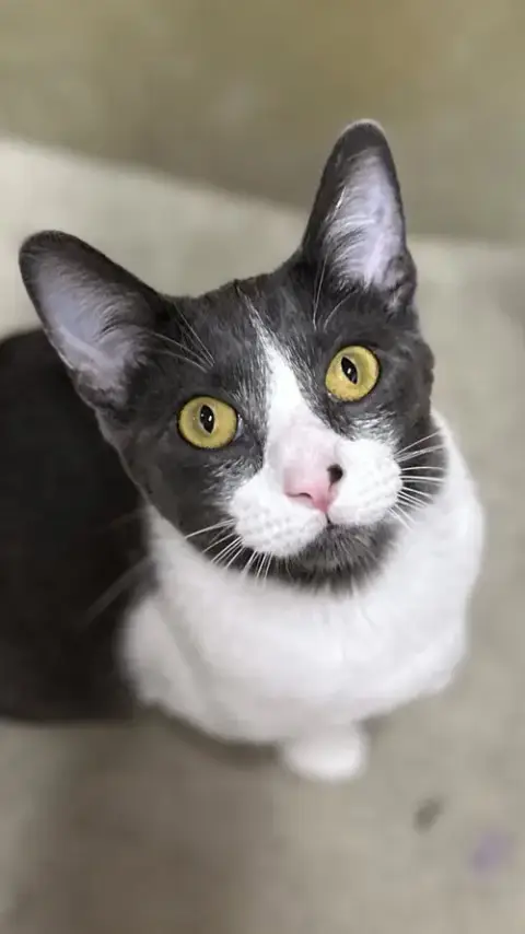 Moe