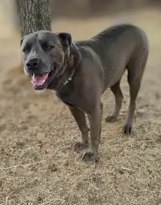 Zeus