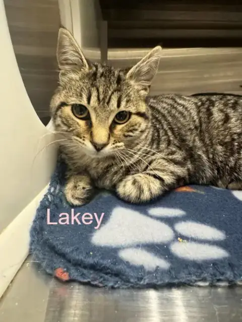 Lakey