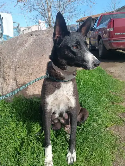 Lila