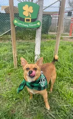 Canelo