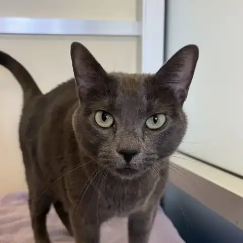 Gracie