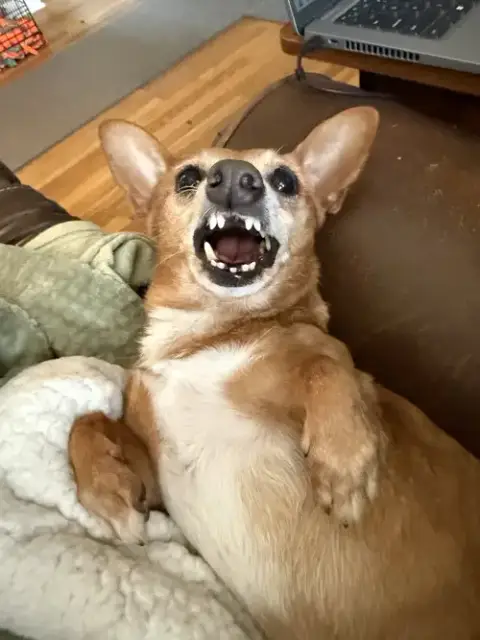 Senor Pickles photo 3