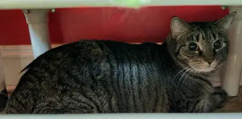 Lily- Declaw photo 4