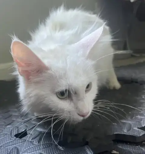 Snowwhite