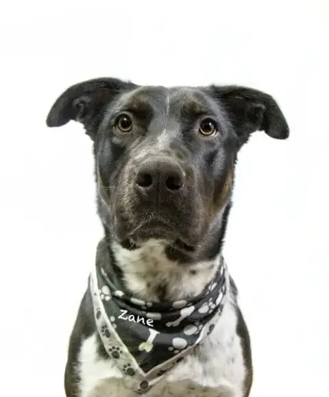 Zane photo 2