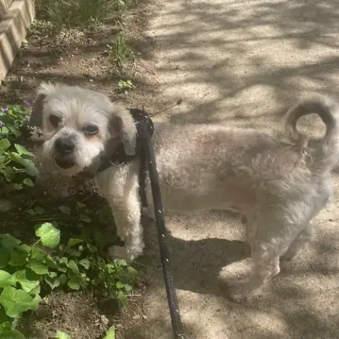 Benji photo 3