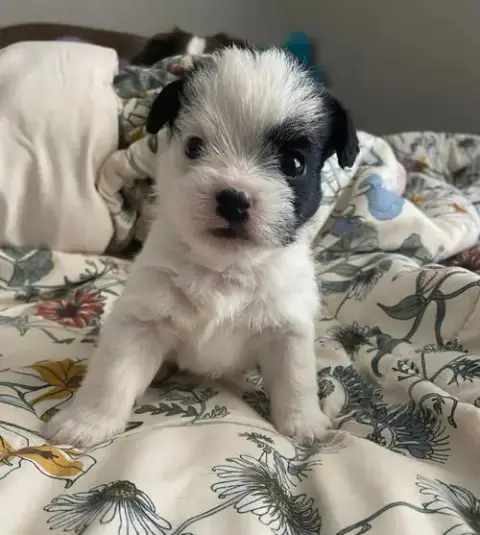 Oreo photo 3
