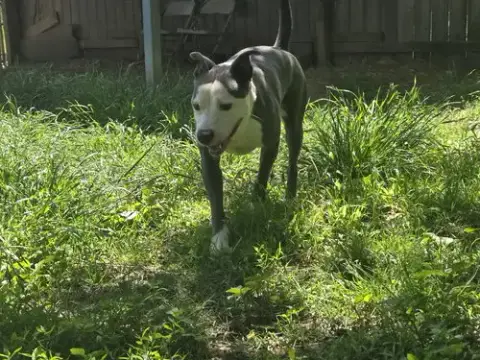 Buddy photo 3