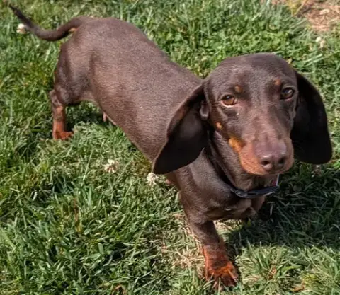 Snickers In Tn photo 4