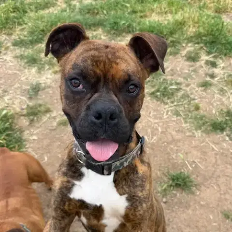 Duke