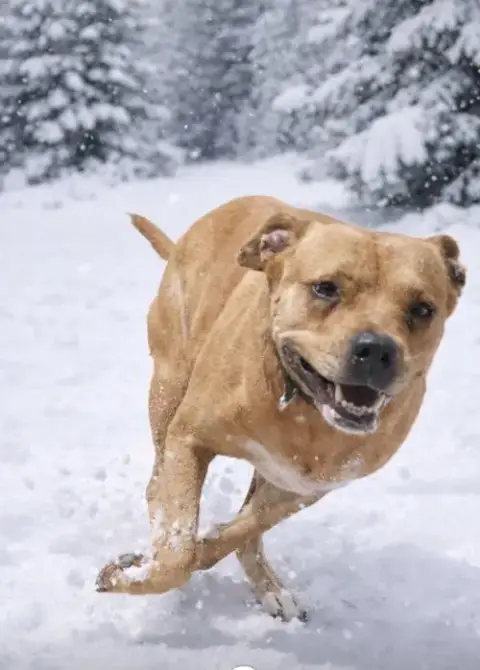 Bonnie