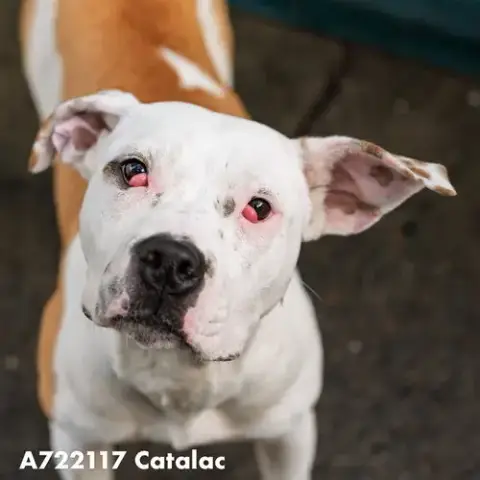 Catalac