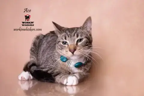 Ace