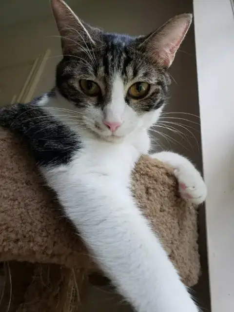 Sharleen #Stunning-Whiskers photo 3