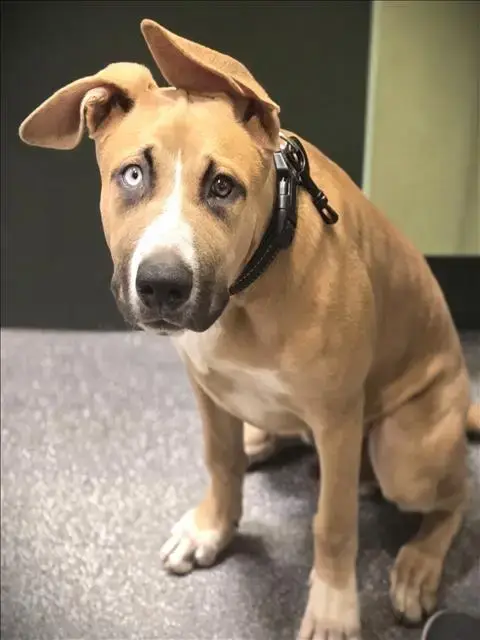 Enzo